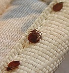 Bed Bug Removal and Treatment